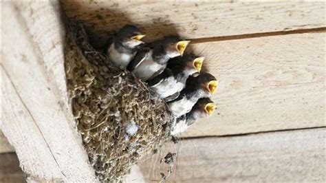 家裡有鳥窩|【家中有鳥築巢】鳥築巢兆頭！家中有鳥築巢的風水好運